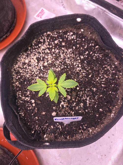 Frostbanger Strong Strains trial pack. Week 2