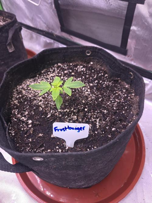 Frostbanger Strong Strains trial pack. Week 2
