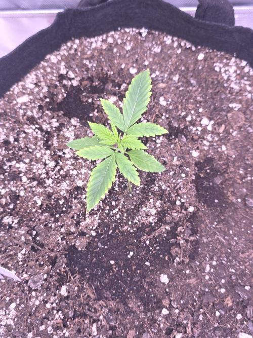 Banana Frost - Champions Line Trial pack. Week 2