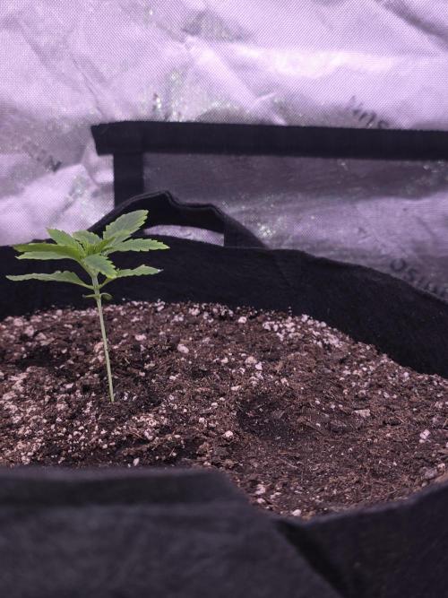 Banana Frost - Champions Line Trial pack. Week 2