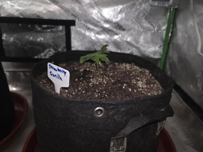Strawberry Gorilla - Strong Pack. Week 2