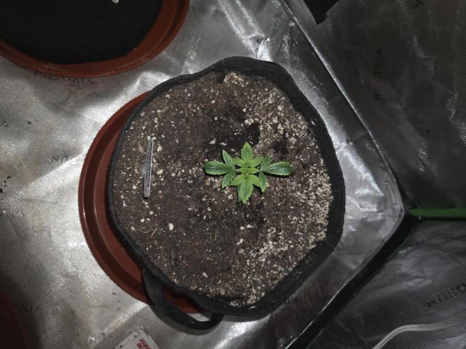 Strawberry Gorilla - Strong Pack. Week 2