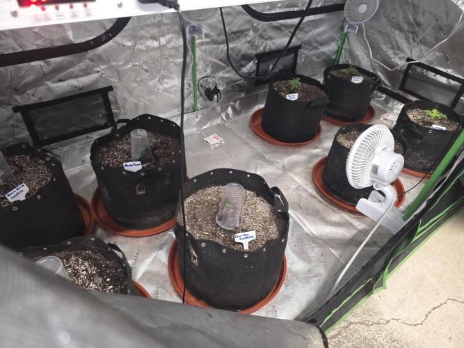 Strawberry Gorilla - Strong Pack. Week 2
