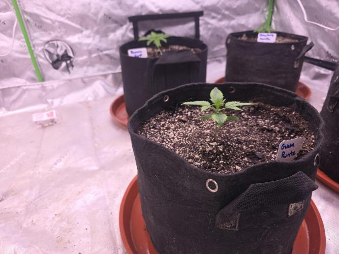 Guava Runtz - Champions Line Trial Pack. Week 2