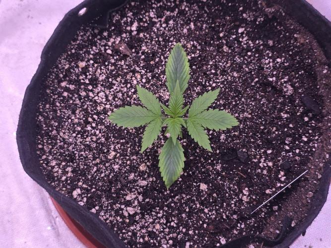 Guava Runtz - Champions Line Trial Pack. Week 2