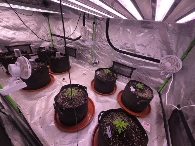 Grow Tent Pro 4x8 P848 (48 x 96 x 80). Week 2