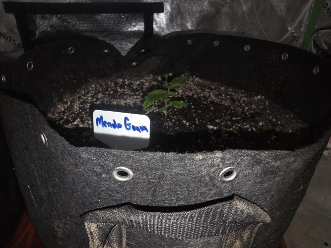 Mendo Guava - Champions Line Trial Pack. Week 2