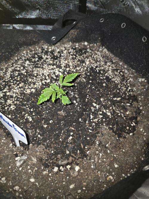 Mendo Guava - Champions Line Trial Pack. Week 2