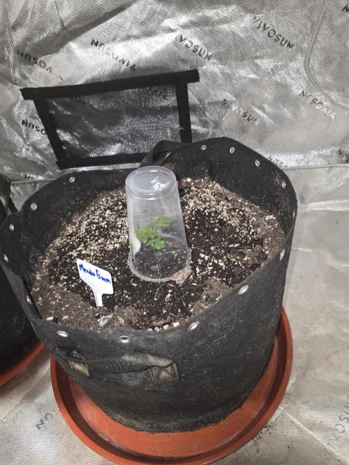 Grow Tent Pro 4x8 P848 (48 x 96 x 80). Week 2