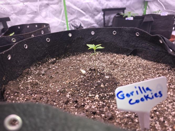Gorilla Cookies - Fastbuds. Week 1