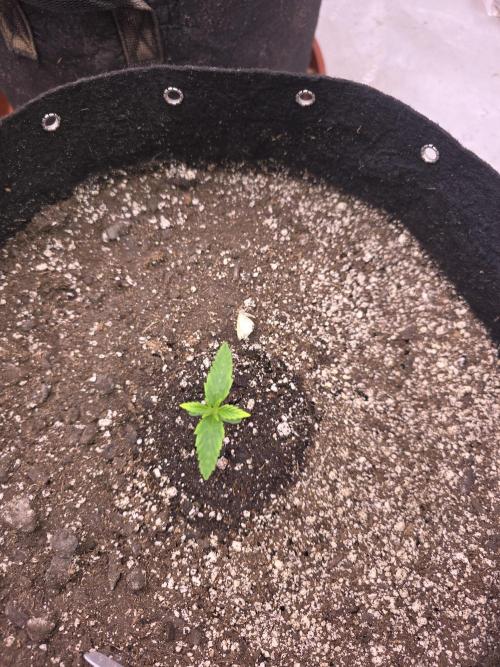 Gorilla Cookies - Fastbuds. Week 1