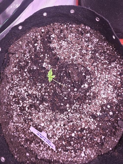 Gorilla Cookies - Fastbuds. Week 1