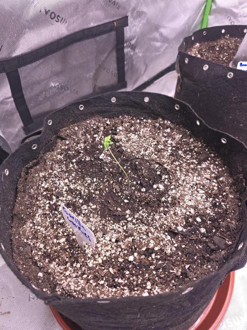 Grow Tent Pro 4x8 P848 (48 x 96 x 80). Week 1