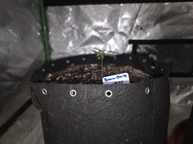 Banana Cherry Cookies Fastbuds. Week 1