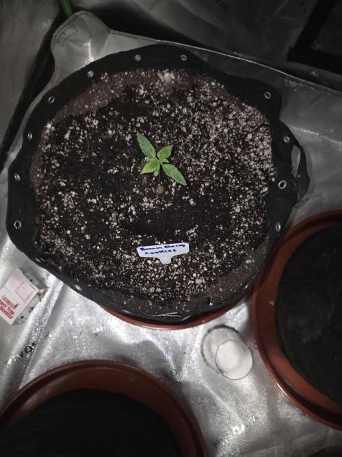 Banana Cherry Cookies Fastbuds. Week 1