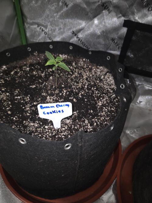 Grow Tent Pro 4x8 P848 (48 x 96 x 80). Week 1