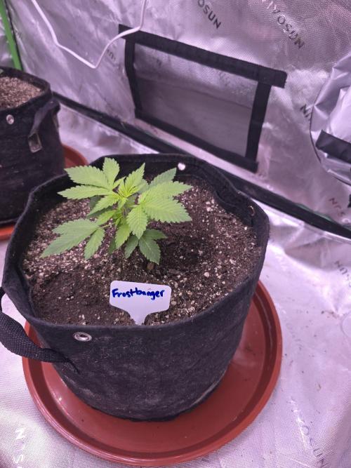 Frostbanger Strong Strains trial pack. Week 3