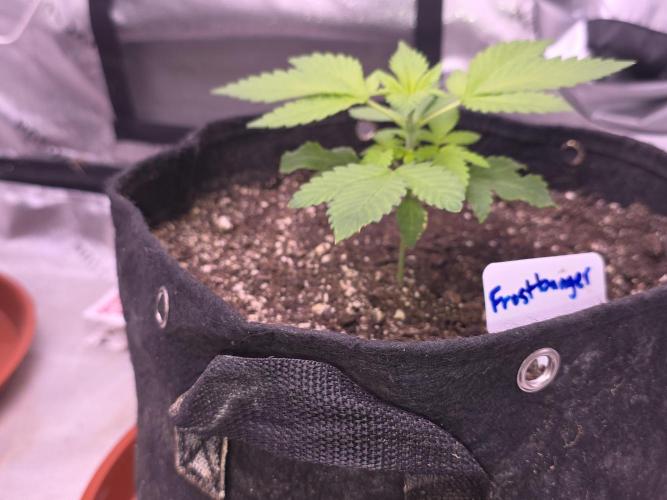 Frostbanger Strong Strains trial pack. Week 3