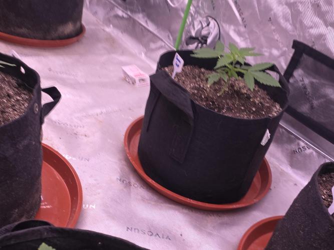 Frostbanger Strong Strains trial pack. Week 3
