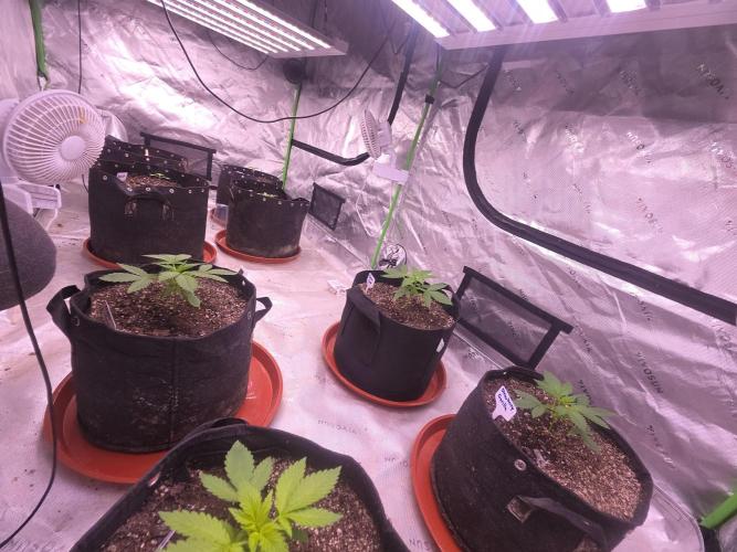 Frostbanger Strong Strains trial pack. Week 3