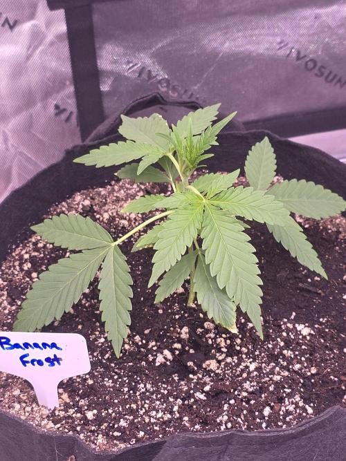 Banana Frost - Champions Line Trial pack. Week 3