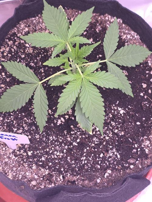 Banana Frost - Champions Line Trial pack. Week 3