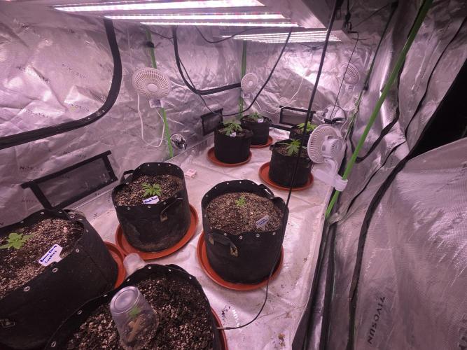 Banana Frost - Champions Line Trial pack. Week 3