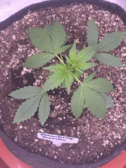 Strawberry Gorilla - Strong Pack. Week 3