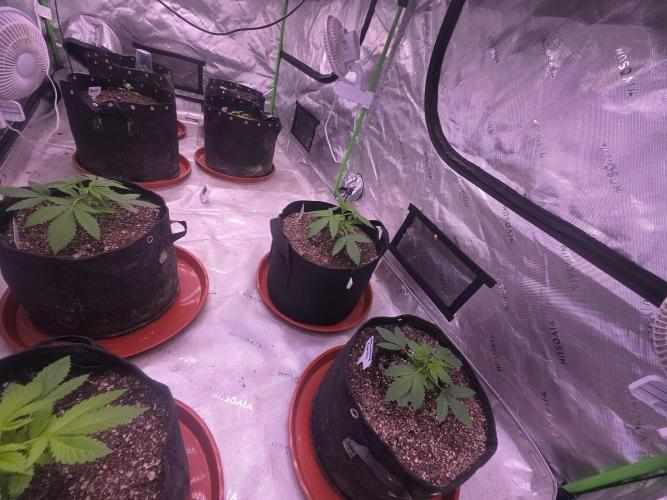 Strawberry Gorilla - Strong Pack. Week 3