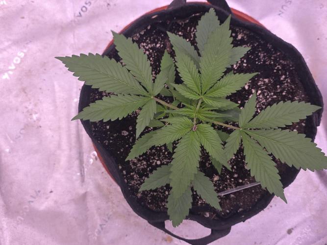 Guava Runtz - Champions Line Trial Pack. Week 3