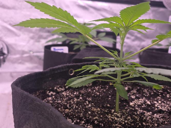Guava Runtz - Champions Line Trial Pack. Week 3