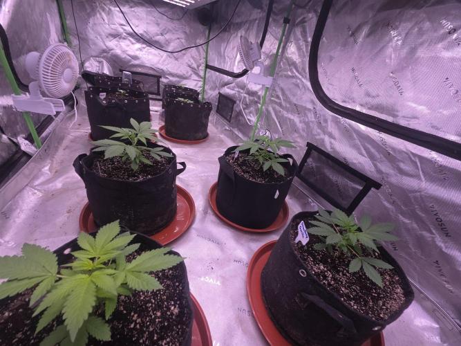 Guava Runtz - Champions Line Trial Pack. Week 3