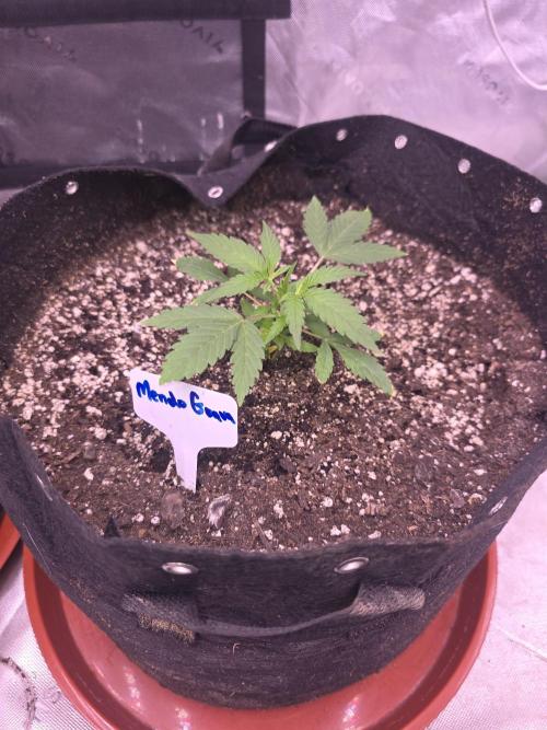 Mendo Guava - Champions Line Trial Pack. Week 3