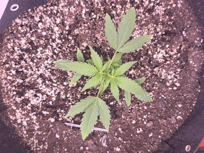 Mendo Guava - Champions Line Trial Pack. Week 3