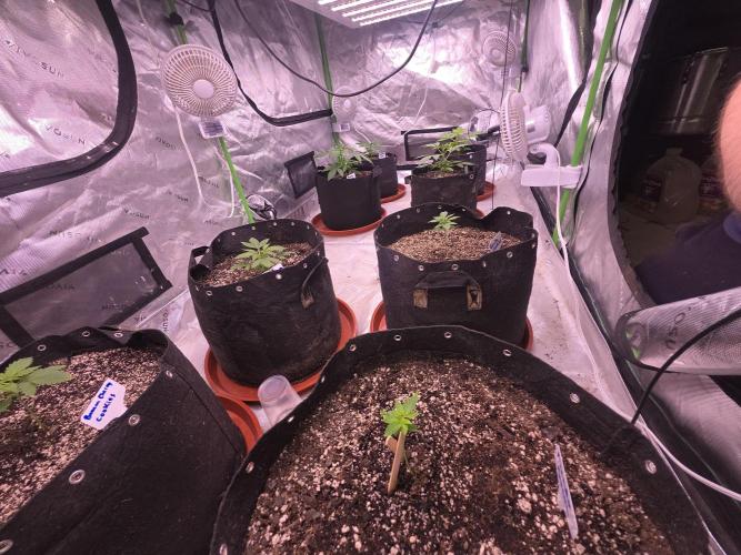 Mendo Guava - Champions Line Trial Pack. Week 3