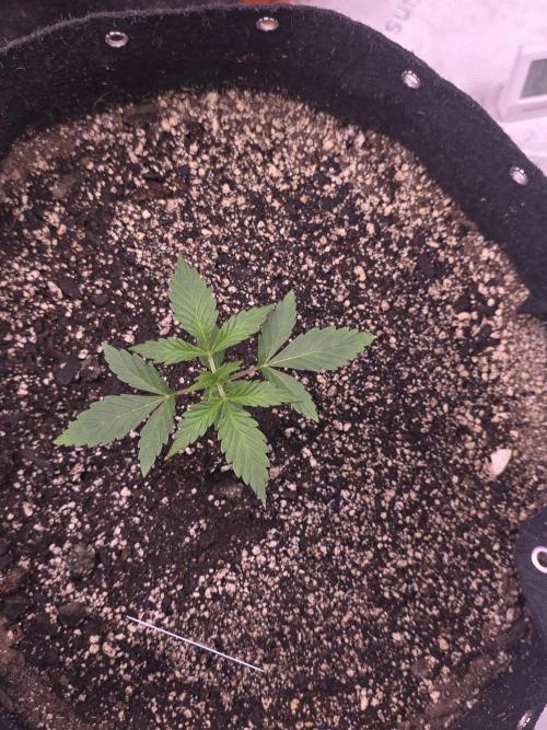 Gorilla Cookies - Fastbuds. Week 2