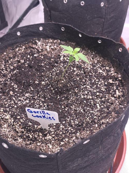 Gorilla Cookies - Fastbuds. Week 2