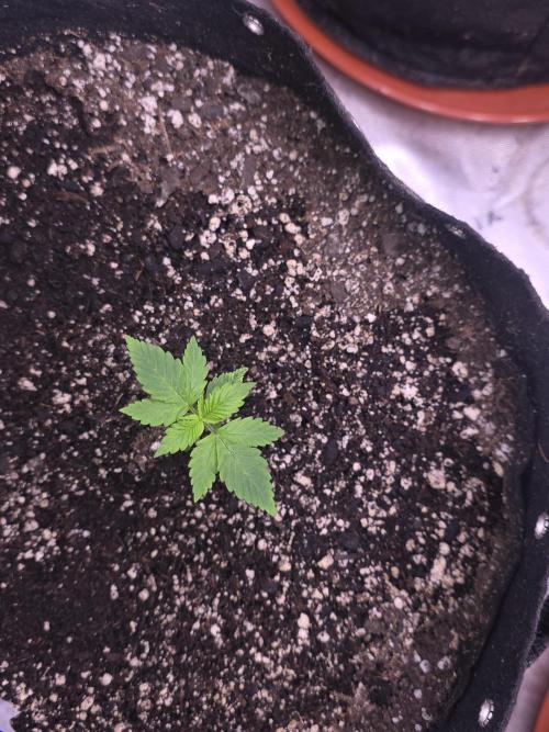 Gorilla Cookies - Fastbuds. Week 2