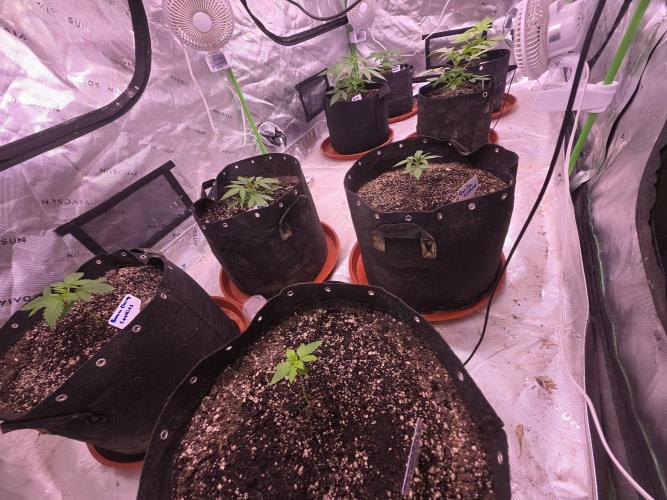 Gorilla Cookies - Fastbuds. Week 2