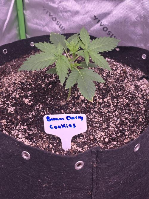 Banana Cherry Cookies Fastbuds. Week 2