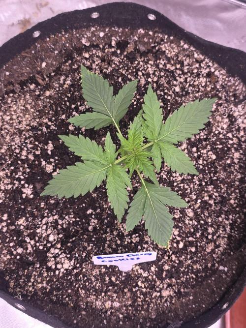 Banana Cherry Cookies Fastbuds. Week 2