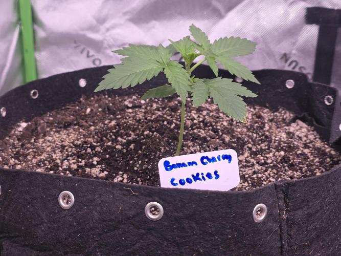 Banana Cherry Cookies Fastbuds. Week 2