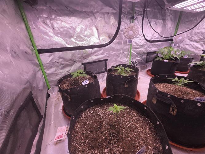 Banana Cherry Cookies Fastbuds. Week 2