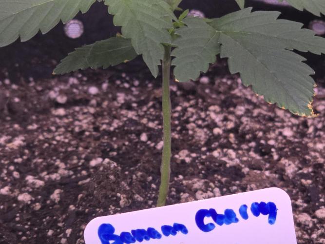 Banana Cherry Cookies Fastbuds. Week 2