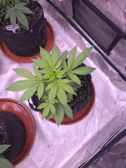 Frostbanger Strong Strains trial pack. Week 4