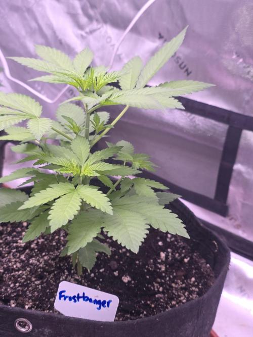 Frostbanger Strong Strains trial pack. Week 4