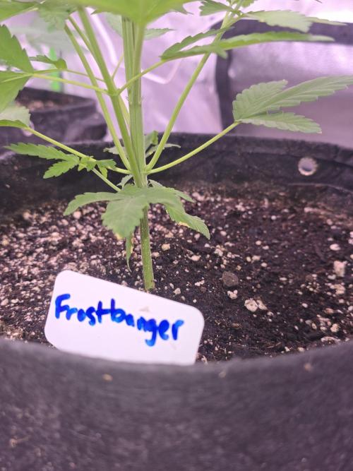 Frostbanger Strong Strains trial pack. Week 4