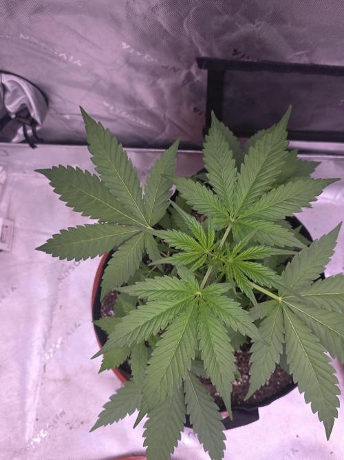 Banana Frost - Champions Line Trial pack. Week 4
