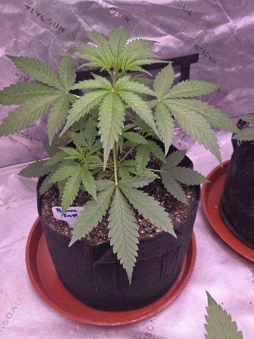 Banana Frost - Champions Line Trial pack. Week 4