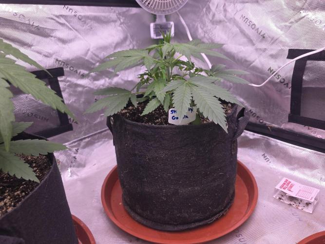 Strawberry Gorilla - Strong Pack. Week 4